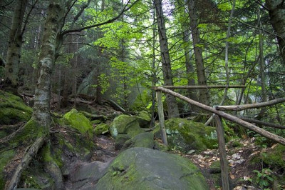 Лес в окрестностях Сихастрии